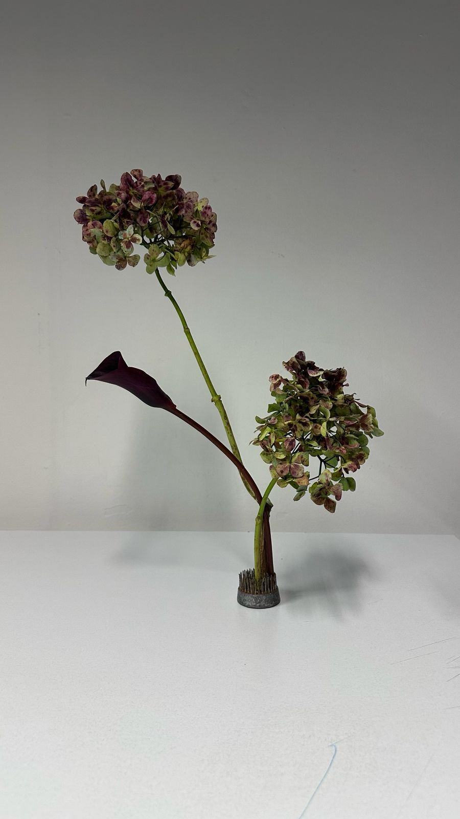 Composición hortensias